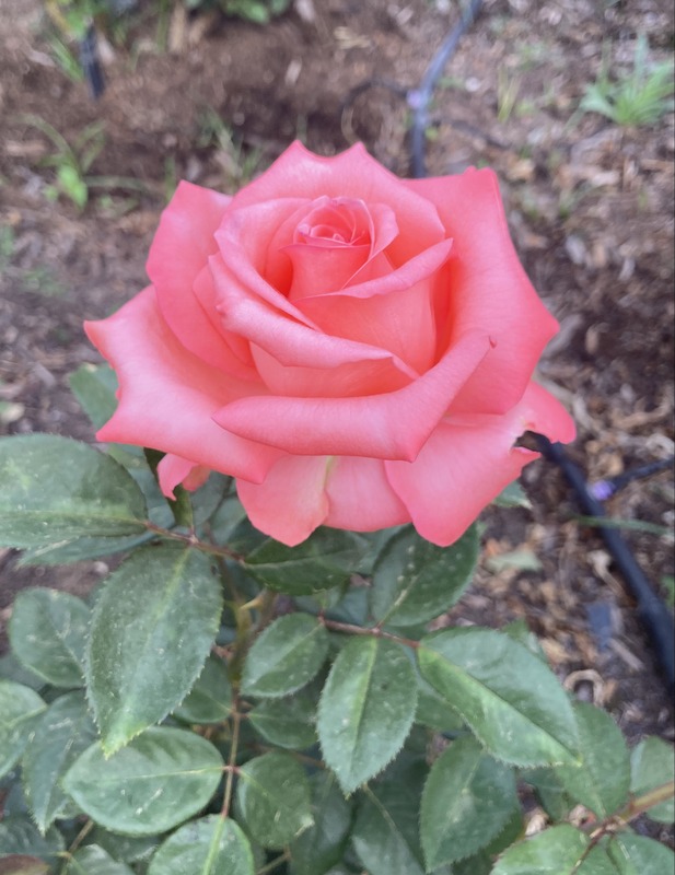 'Clovie' rose photo