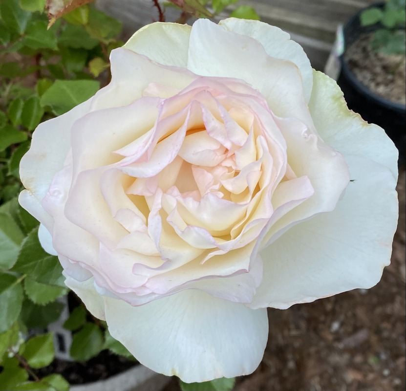 'Shirley's Bouquet' rose photo