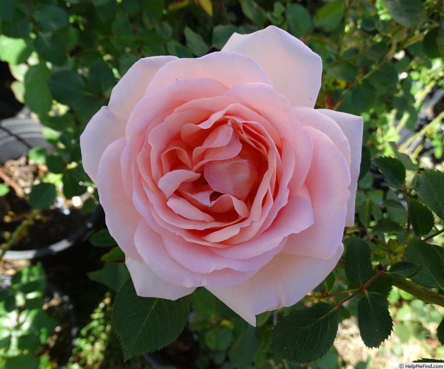 'Clair Renaissance ™' rose photo