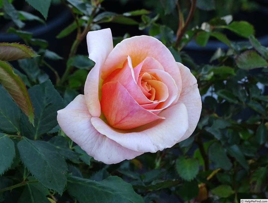 'Princess Royal (hybrid tea, Dickson 1992)' rose photo