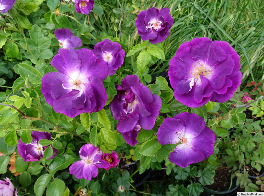 'Rhapsody in Blue ™' rose photo