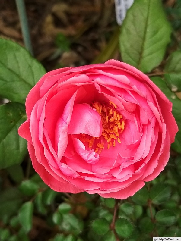'Princesse de Jardin Marie-José' rose photo