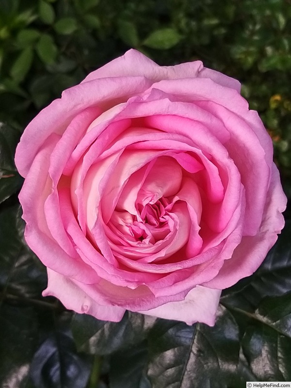 'Ragazza ®' rose photo