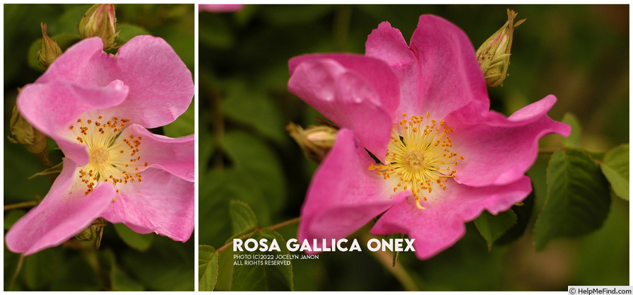 '<i>Rosa gallica onex</i>' rose photo