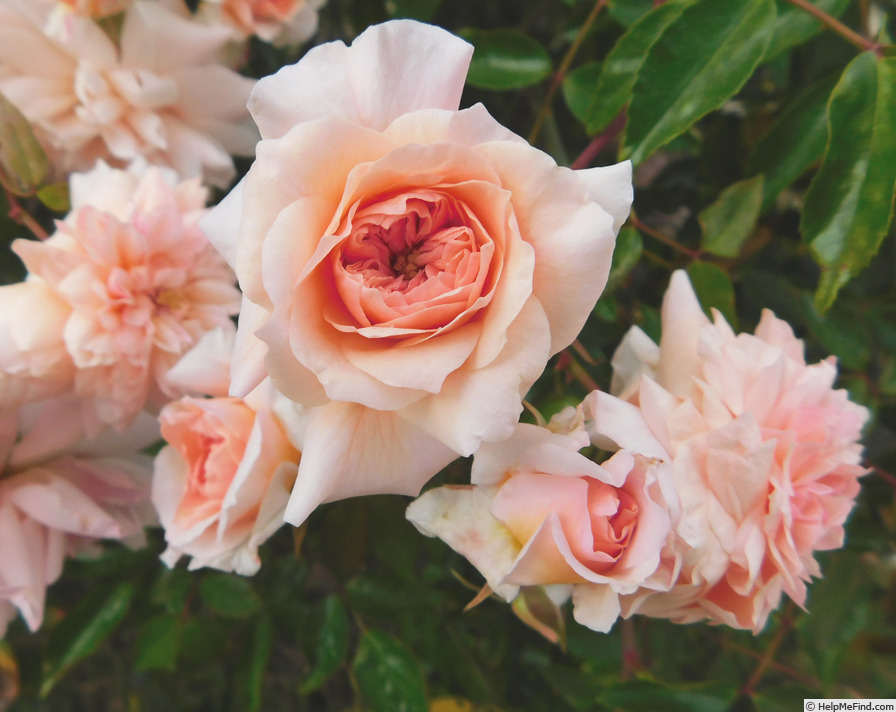 'Mel's Heritage' rose, click to enlarge 'Mel's Heritage' rose photo