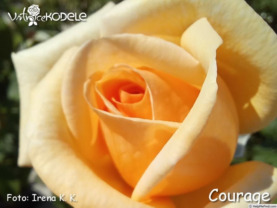 'Courage (hybrid tea, Kordes, 2009/19)' rose photo