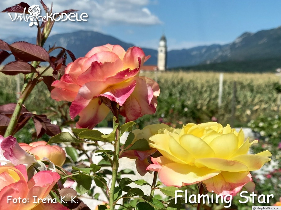 'Flaming Star ® (hybrid Tea, Kordes, 2003/14)' rose photo