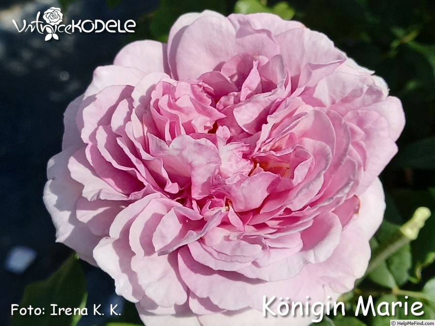 'Königin Marie' rose photo