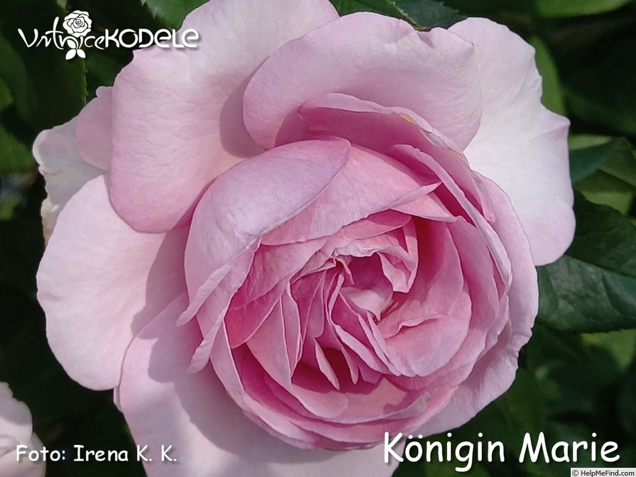 'Königin Marie' rose photo