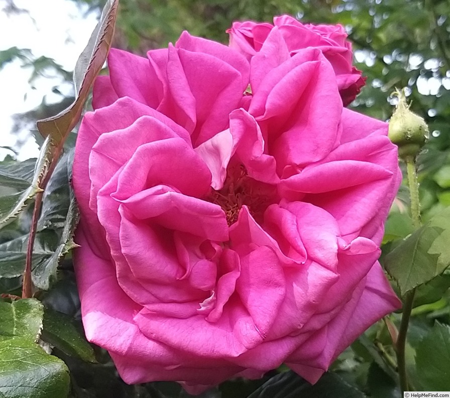 'Parfum Royal Cl.' rose photo