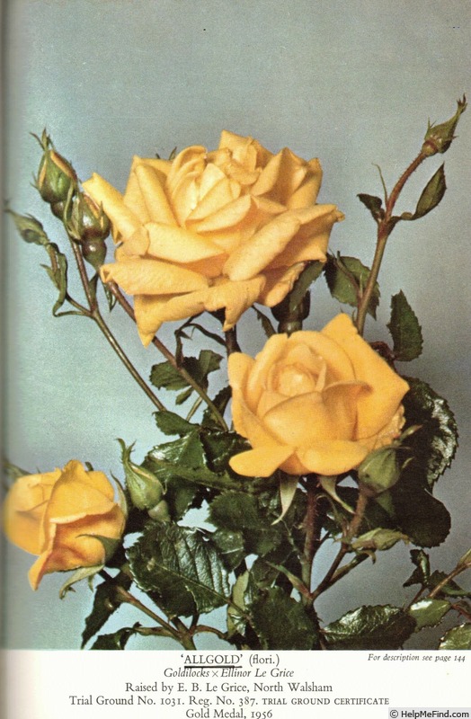 'Allgold ® (floribunda, LeGrice, 1956)' rose photo