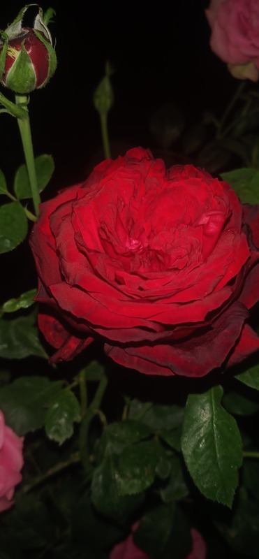 'Ashwini '89' rose photo