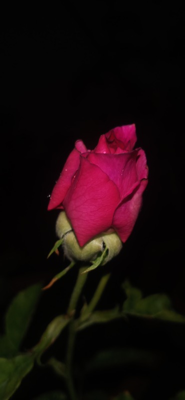 'Ebb Tide ™ (floribunda, Carruth 2001)' rose, click to enlarge 'Ebb Tide ™ (floribunda, Carruth 2001)' rose photo