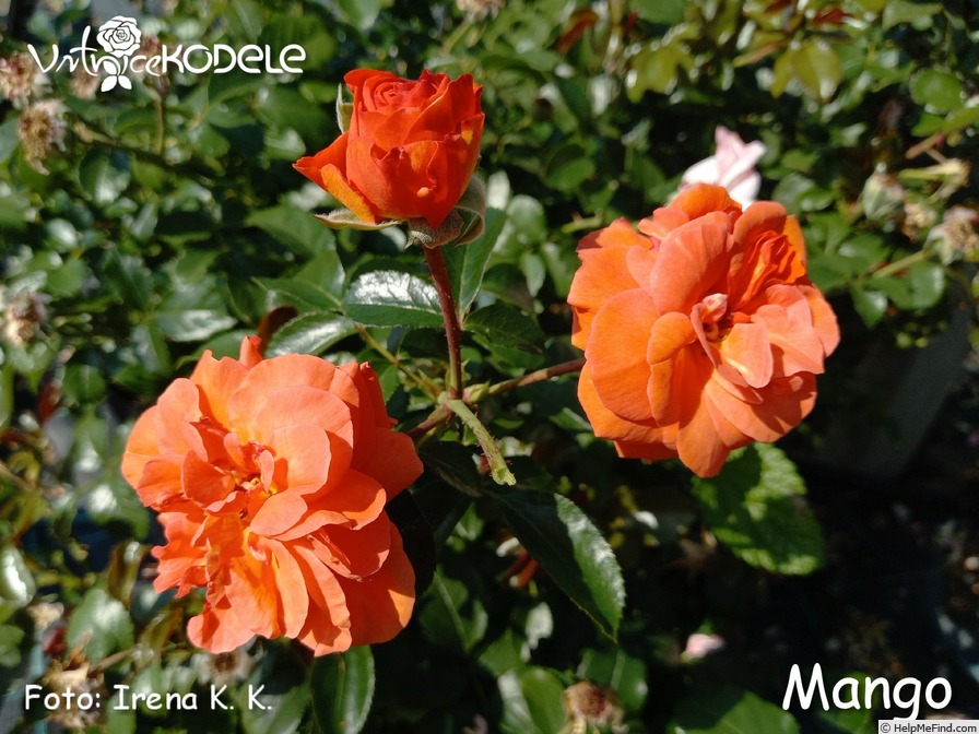 'Mango ® (floribunda, Kordes, 2019)' rose photo