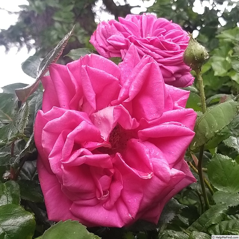 'Parfum Royal Cl.' rose photo