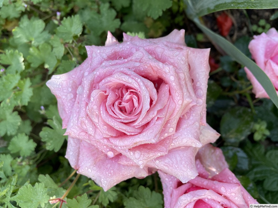 'Linda Porter' rose photo