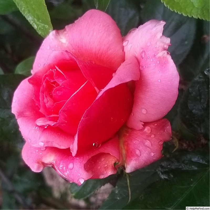 'Florence Arthaud' rose photo