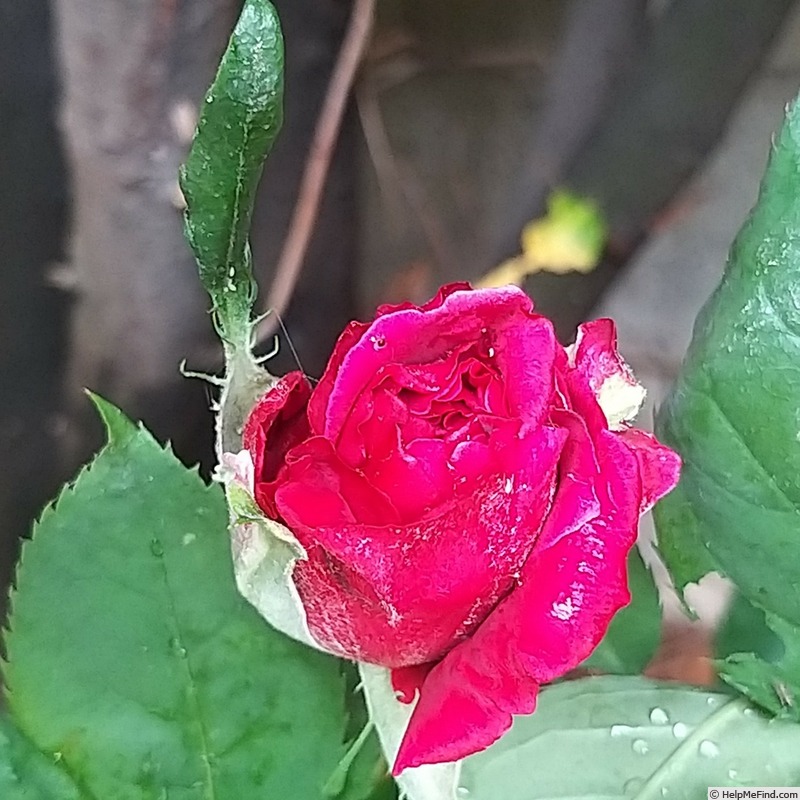 'Hacienda ®' rose photo