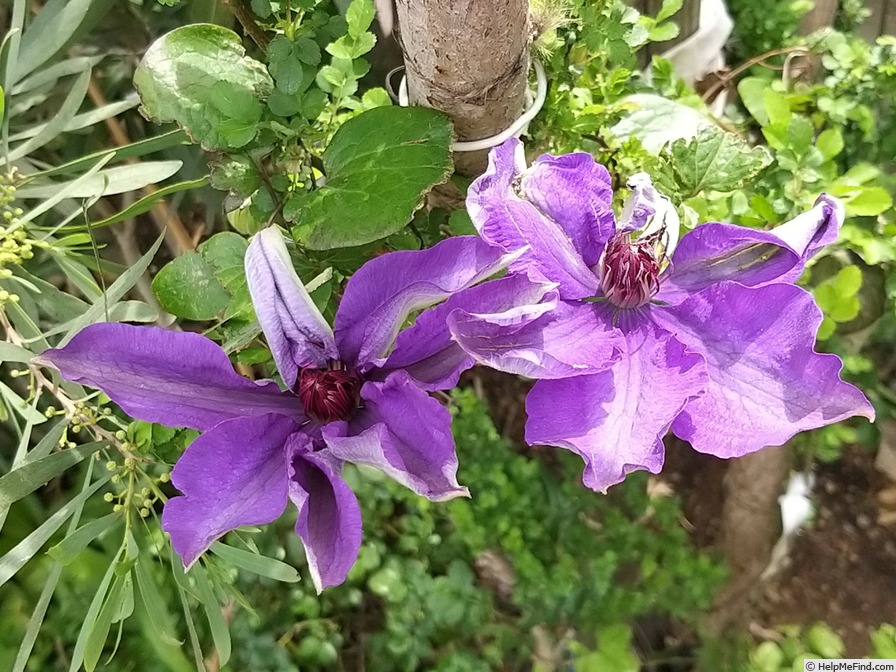 'The President' clematis photo