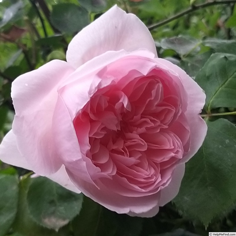 'Kathryn Morley' rose photo