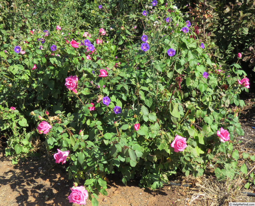 'June Park' rose photo