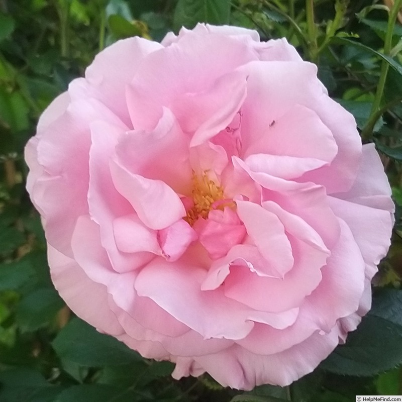 'Côté Jardins ®' rose photo