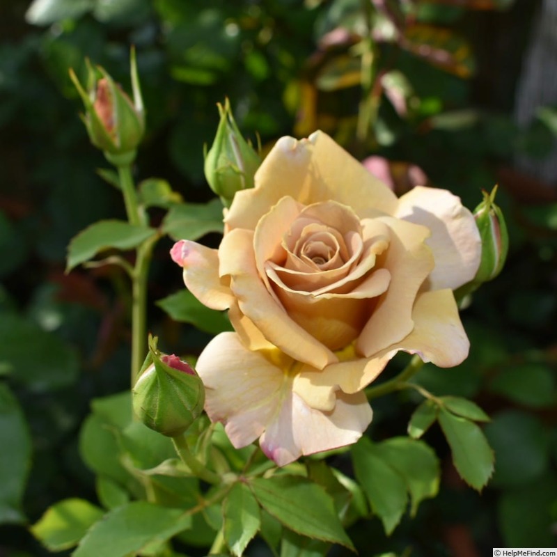 'Honey Dijon ™ (hybrid tea, Sproul 2003)' rose photo