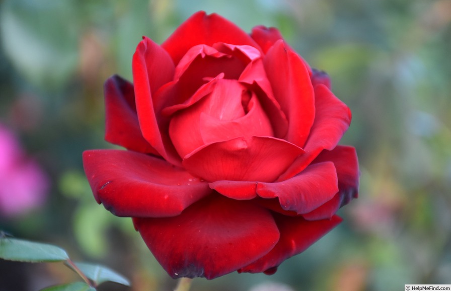 'Ingrid Bergman ®' rose photo