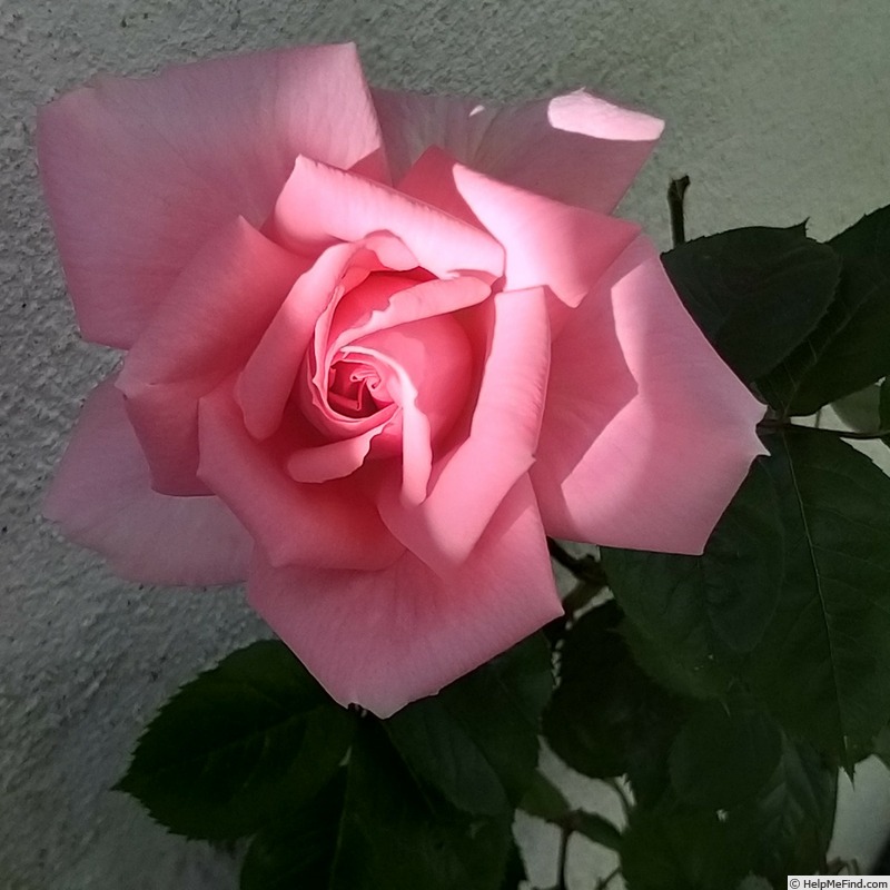 'Ville de Saumur ®' rose photo