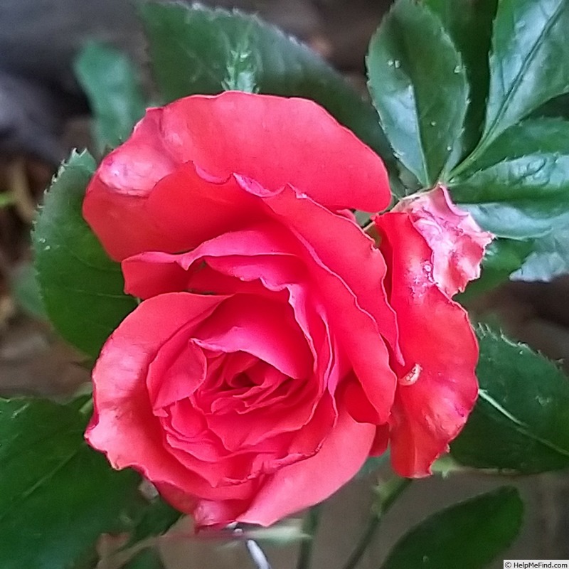 'Anne Vanderlove ®' rose, click to enlarge 'Anne Vanderlove ®' rose photo