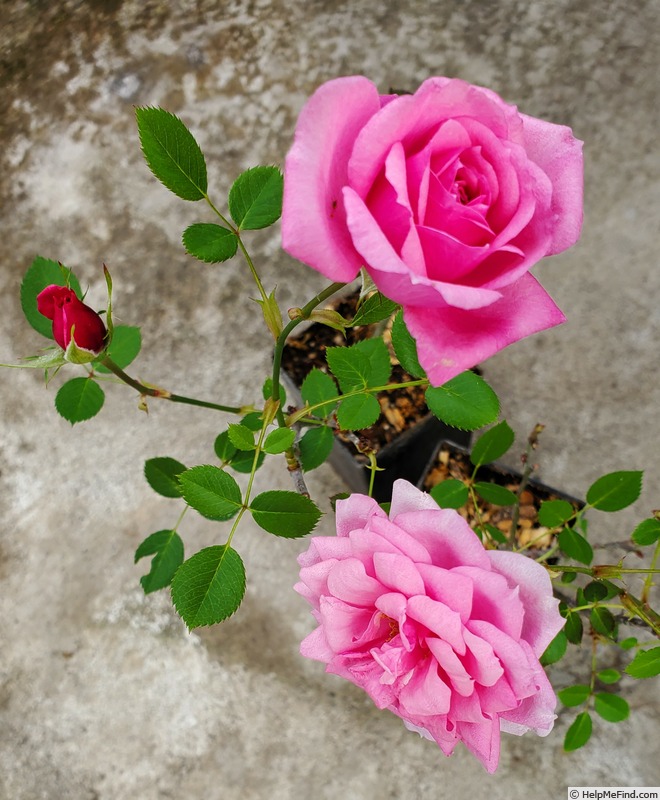 'Antique Rose ™ (miniature, Moore, 1980)' rose photo