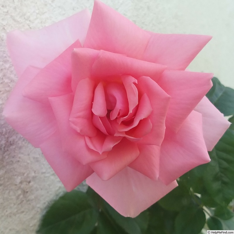 'Ville de Saumur ®' rose photo