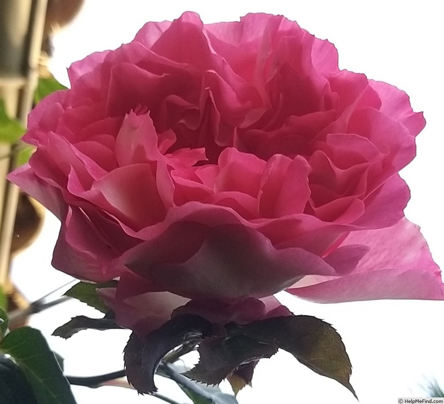 'Bornéo Odore ®' rose photo