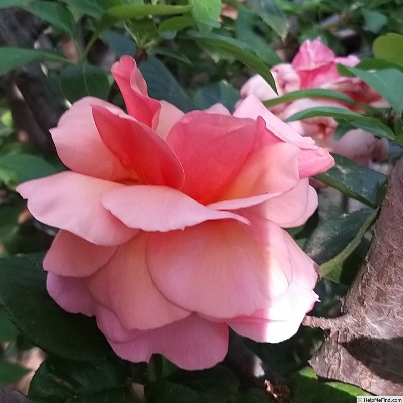 'Florence Arthaud' rose photo