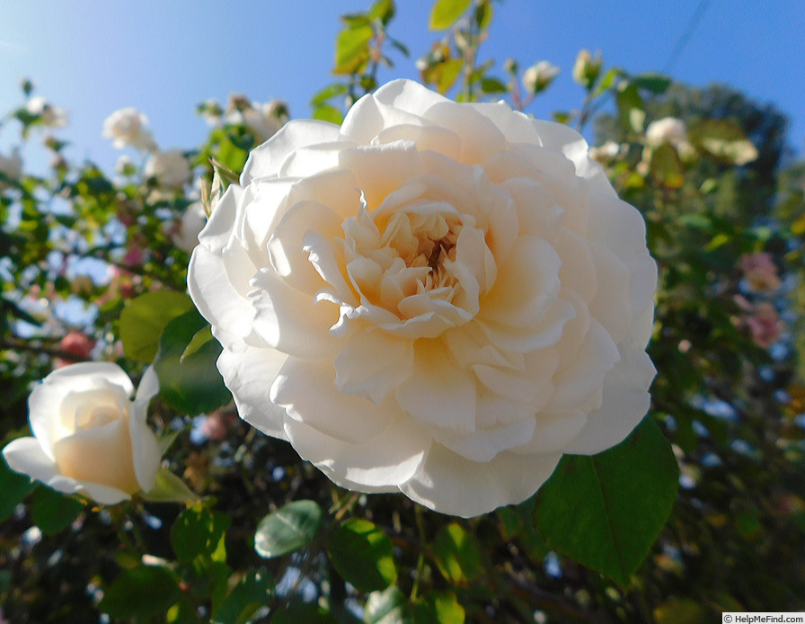 'Sombreuil (LCl, Unknown circa 1940)' rose photo