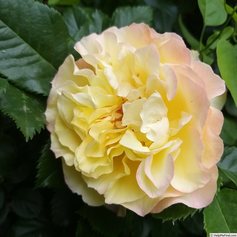 'Moonlight (LCl, Kordes 1995)' rose photo