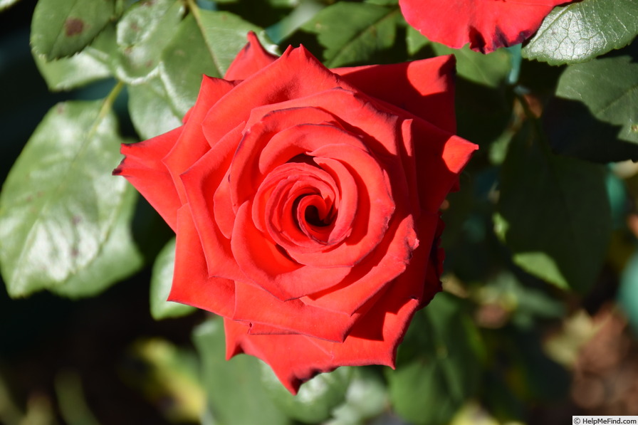 'Gabriella ® (floribunda, Berggren 1977)' rose photo