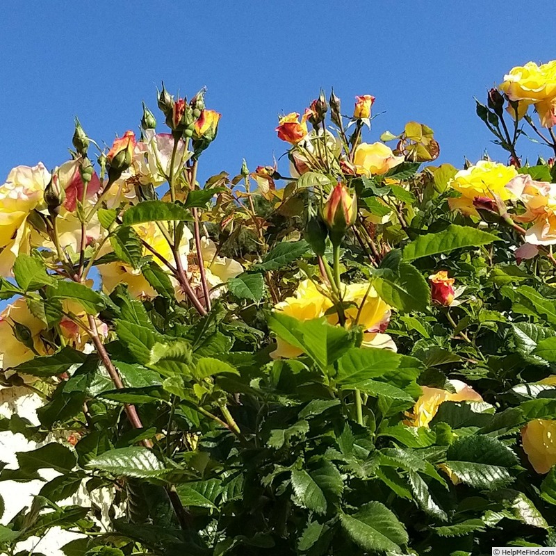 'Moonlight (LCl, Kordes 1995)' rose photo