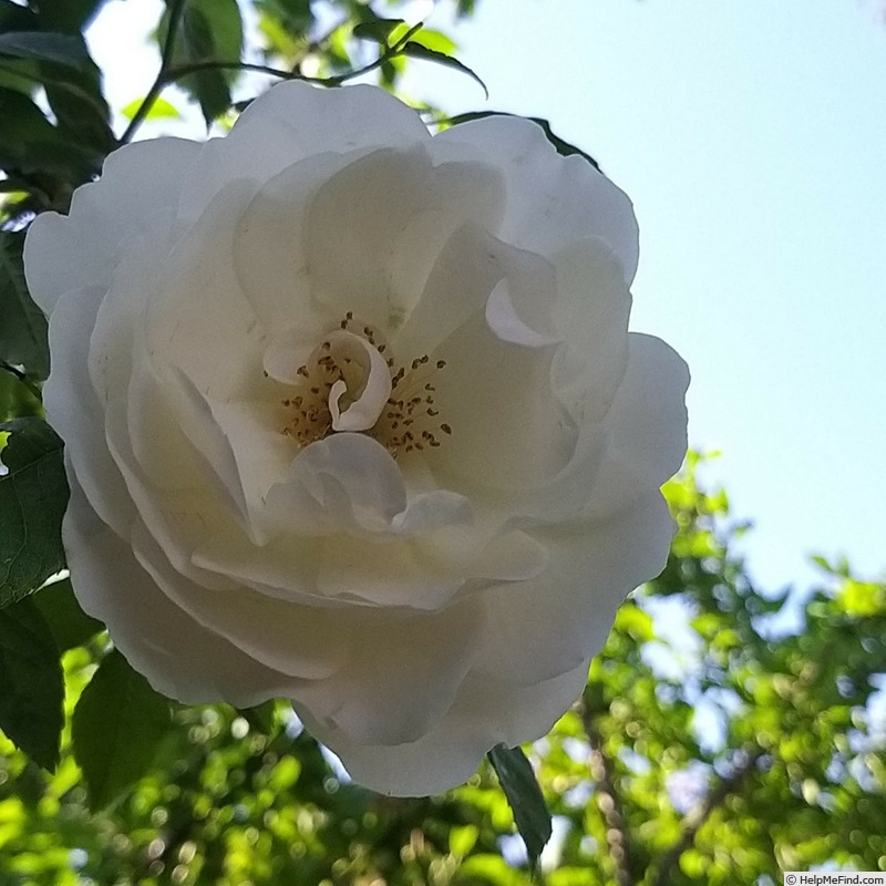 'Fée des Neiges, Cl.' rose photo