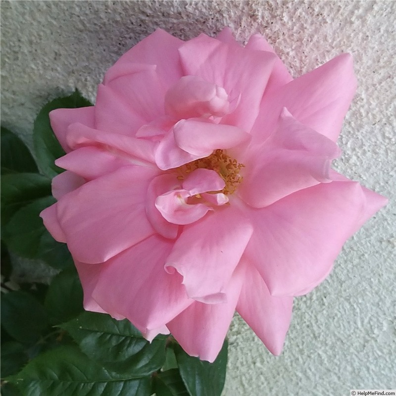 'Ville de Saumur ®' rose photo