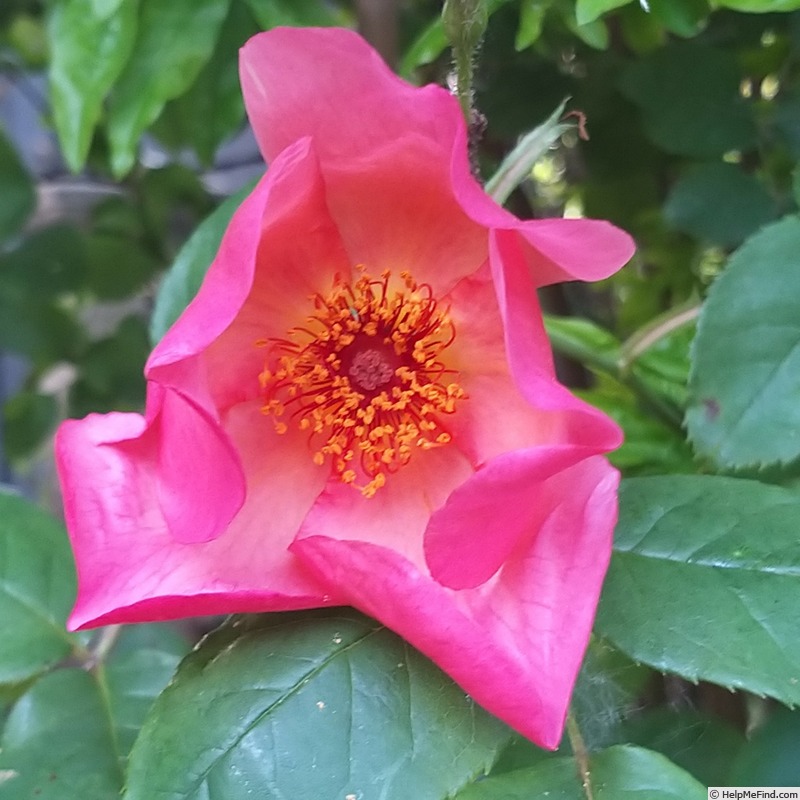 'Morning Mist (shrub, Austin, 1996)' rose photo