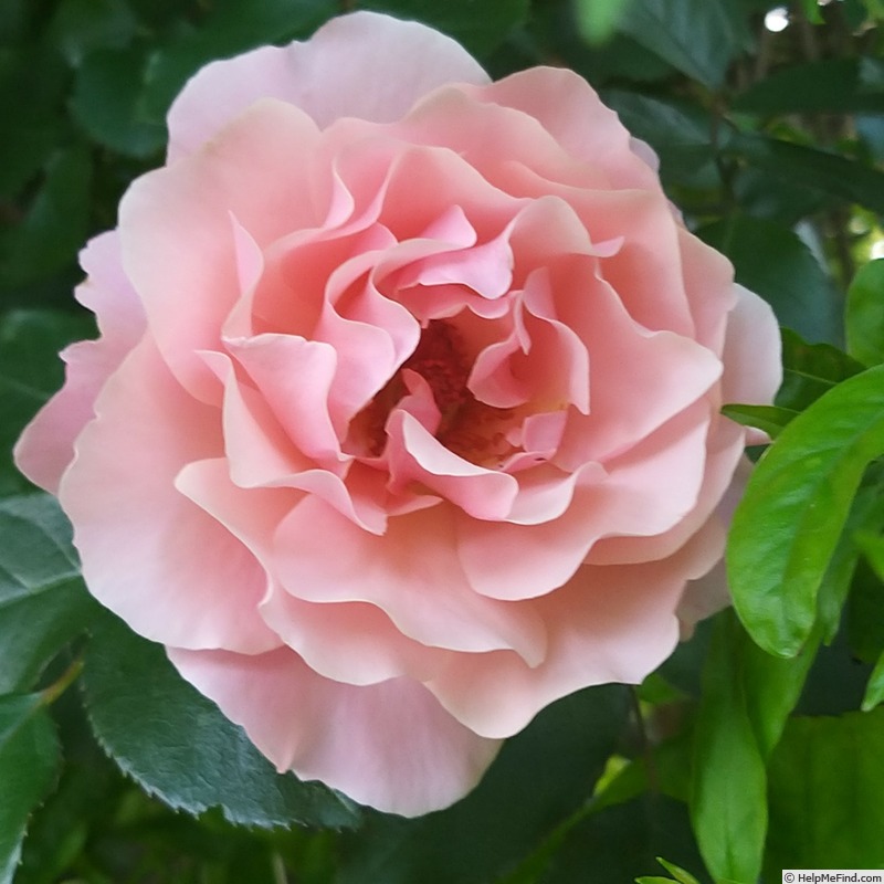 'Botticelli ®' rose photo