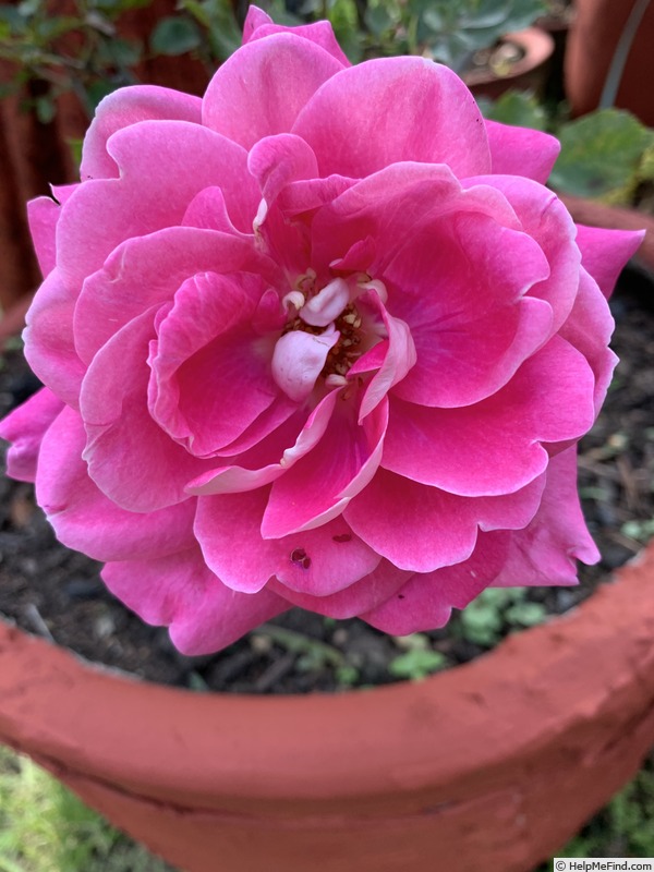 'Chantal’s Kolam' rose photo