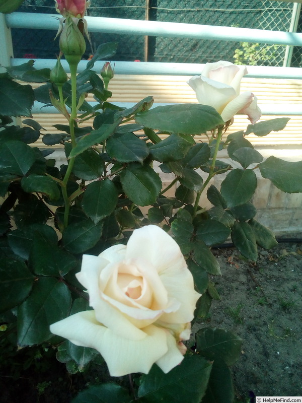 'King Boreas' rose photo