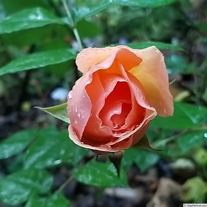 'Nicole Mioulane ®' rose photo