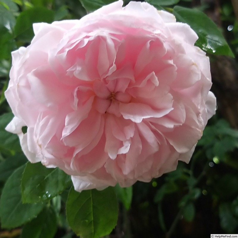 'Barbara Austin' rose photo