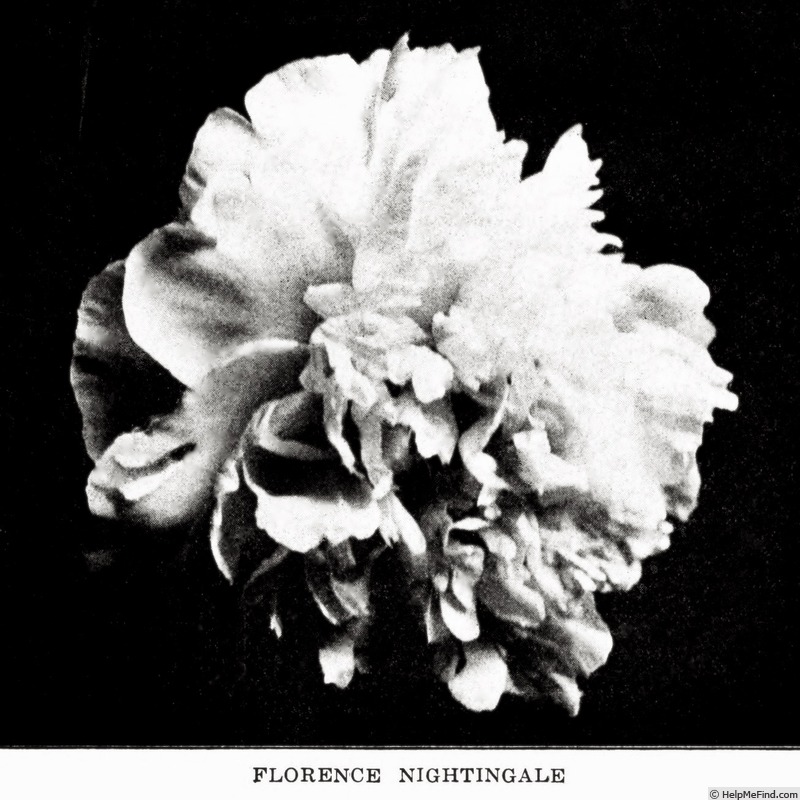 'Florence Nightingale' peony photo
