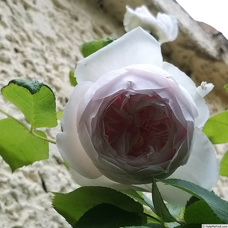 'La Belle Rouet' rose photo