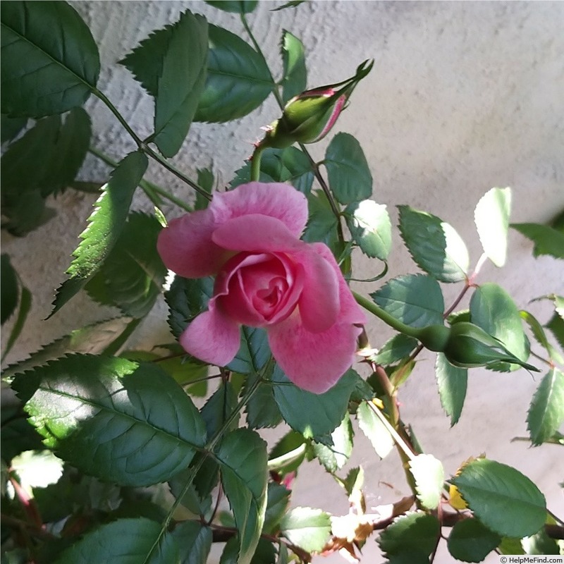 'Invictus ®' rose photo