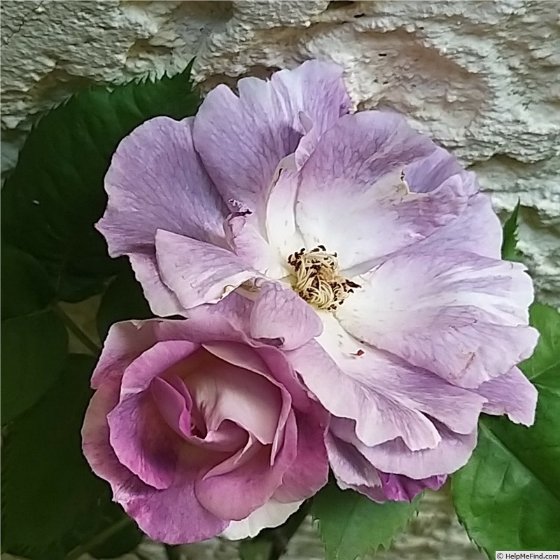 'Pacific Dream ®' rose photo